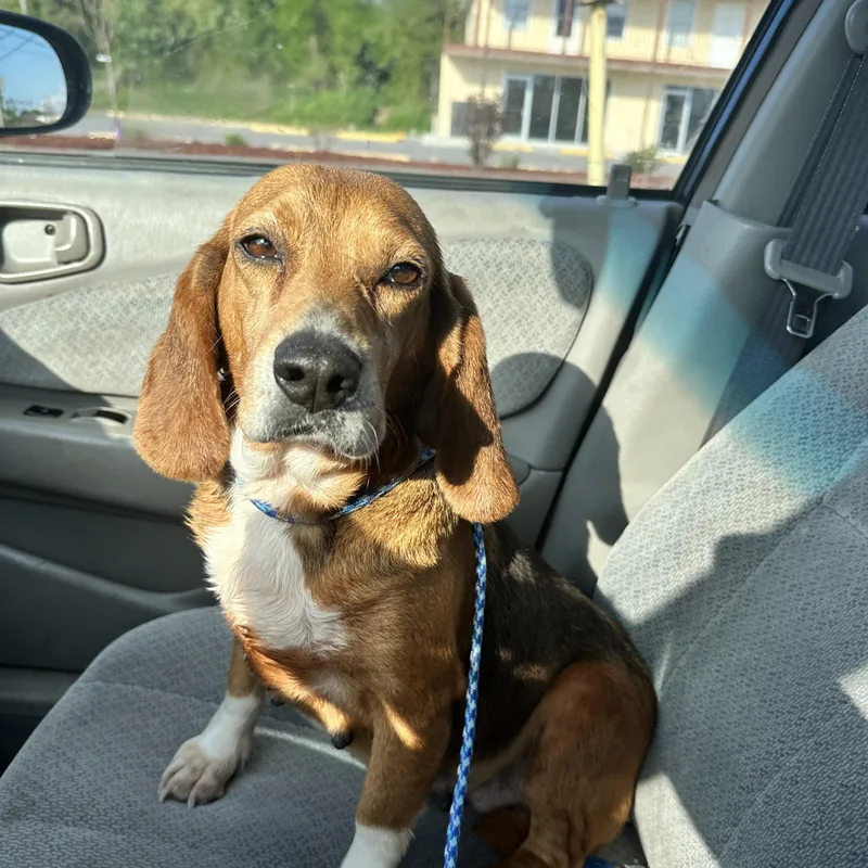 Dolly Pawton thumbnail 3