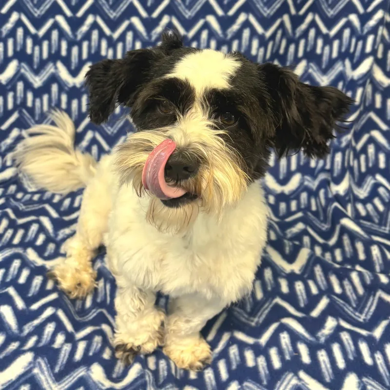 A young small-sized female White / Cream Lhasa Apso dog named Fig for adoption in Anderson, SC