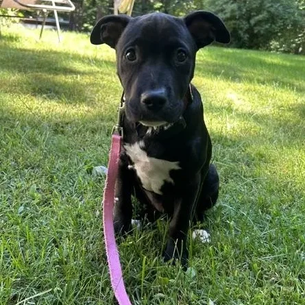 Piper Pupcake Local