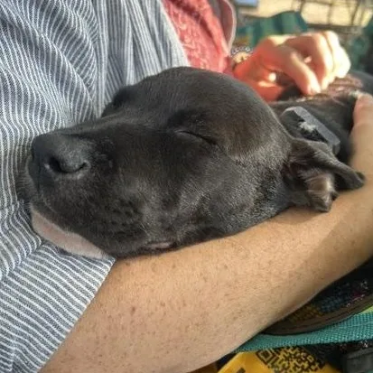 Piper Pupcake  Local thumbnail 2