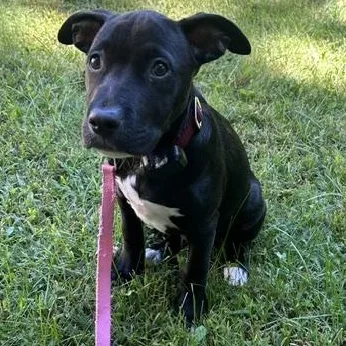 Piper Pupcake  Local thumbnail 3