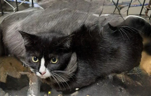 A young medium-sized female Domestic Short Hair cat named Edi for adoption in Apollo, PA