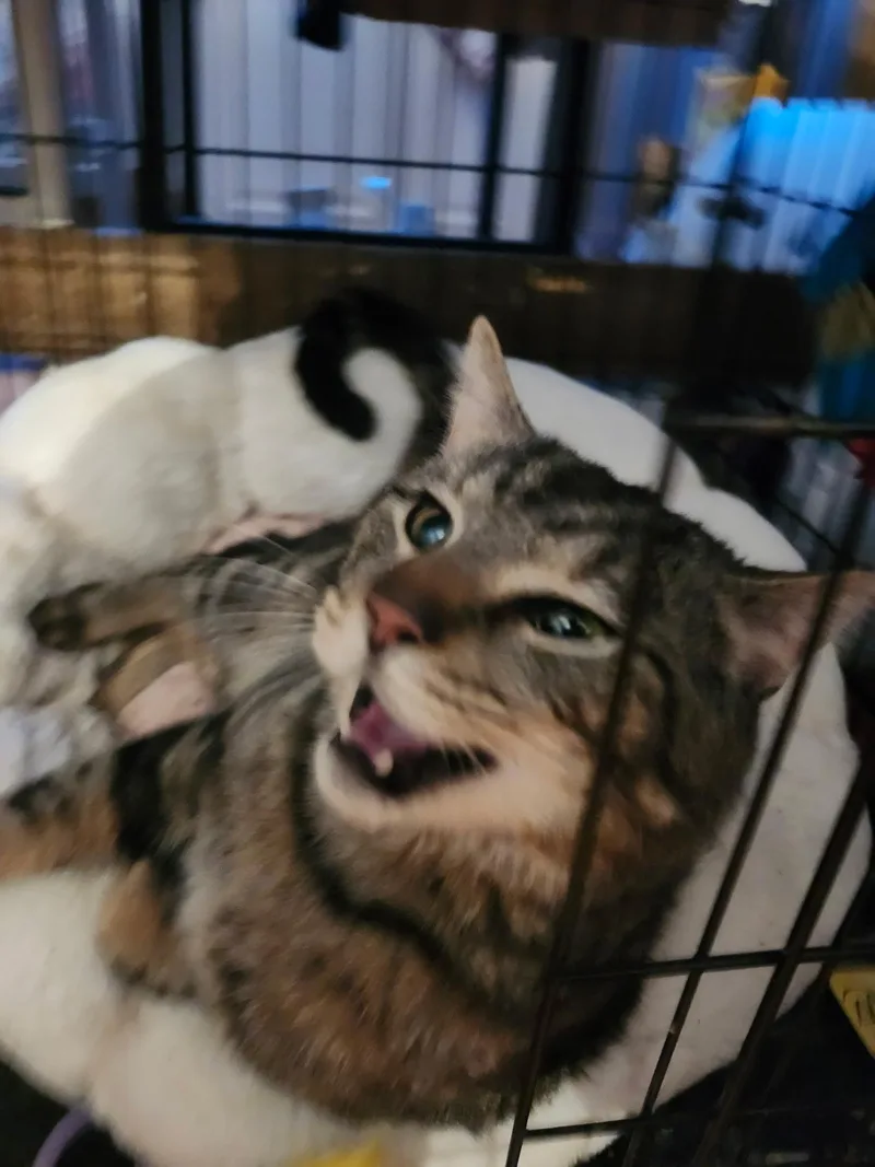 Mike Tyson thumbnail 2