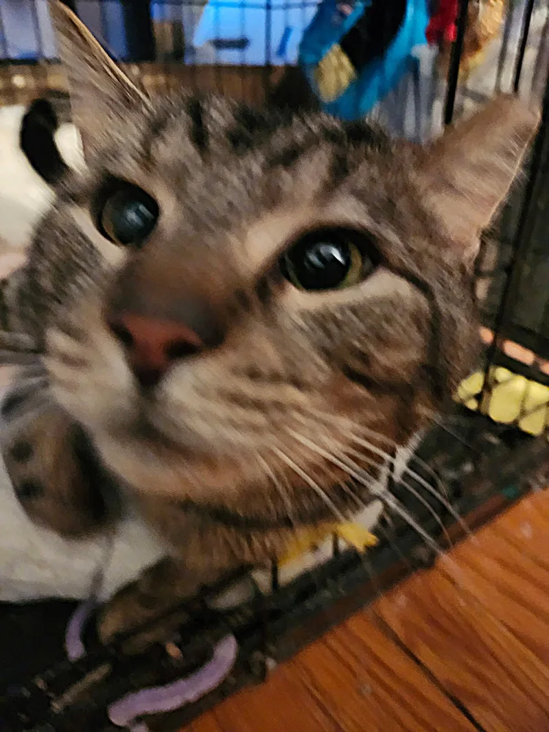 Mike Tyson thumbnail 4