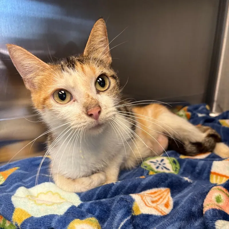 An adult medium-sized female Calico Domestic Short Hair cat named Leilani for adoption in Parkersburg, WV