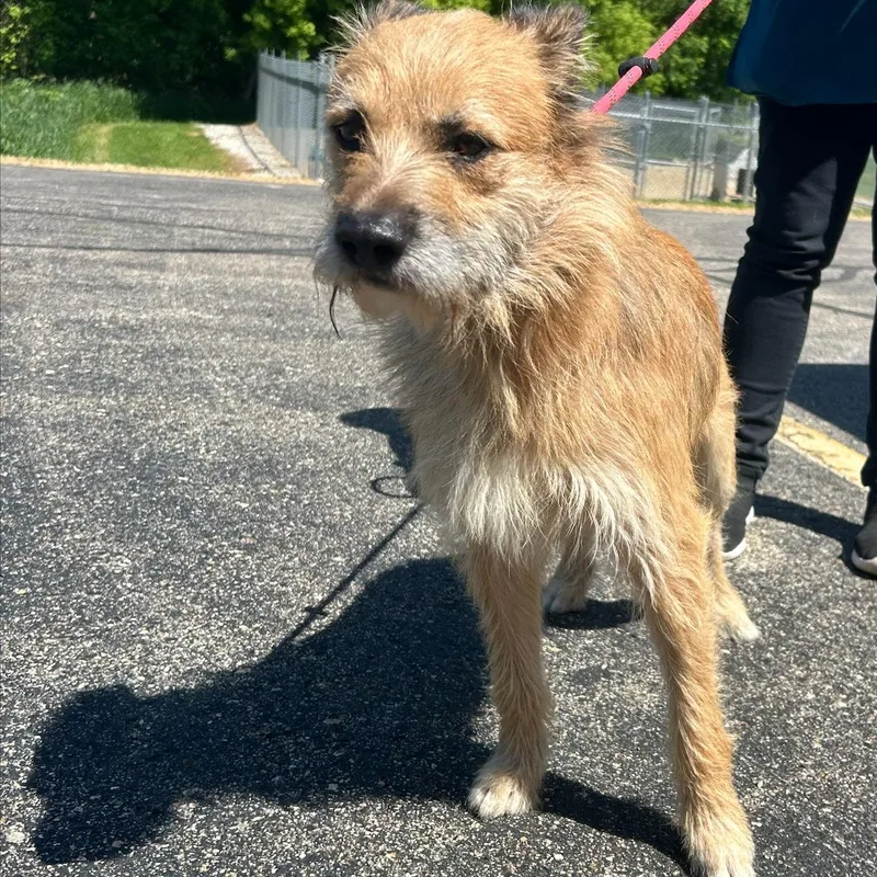 An adult medium-sized male Brown / Chocolate Mixed Breed dog named Copper for adoption in Allegan, MI