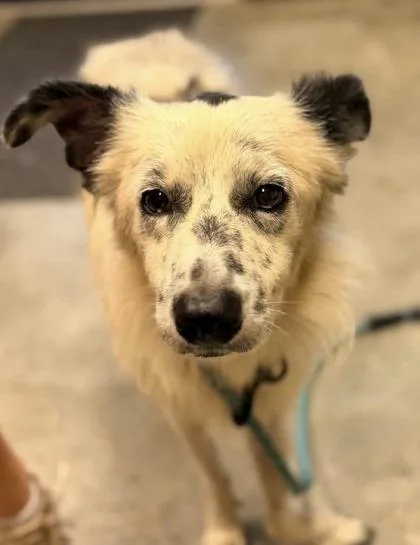 An adult small-sized male Border Collie dog named Dobs for adoption in Bowling Green, KY