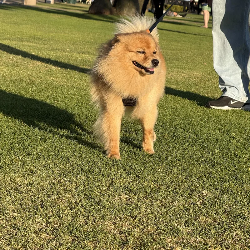 A young small-sized male Pomeranian dog named Simba for adoption in Thousand Oaks, CA