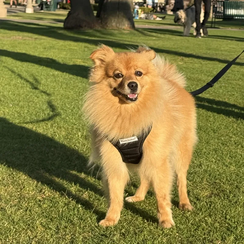Simba thumbnail 2