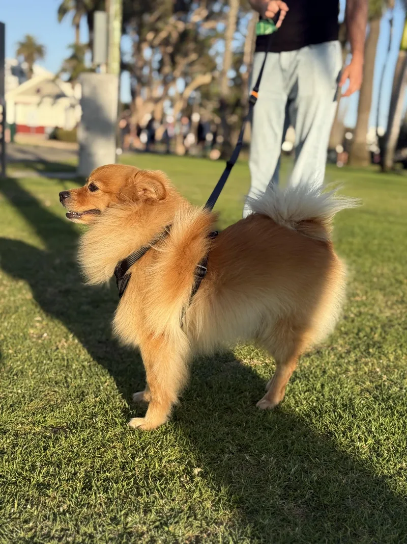 Simba thumbnail 3