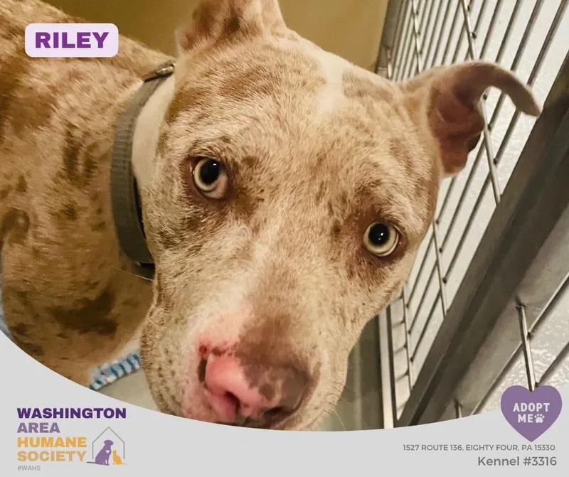 An adult medium-sized female Merle (Red) Pit Bull Terrier dog named Riley for adoption in Eighty Four, PA