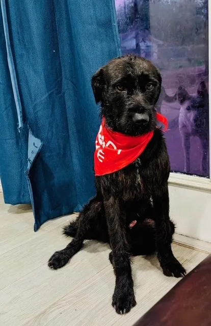 A young medium-sized male Black Giant Schnauzer dog named Mr. T for adoption in McAllen, TX