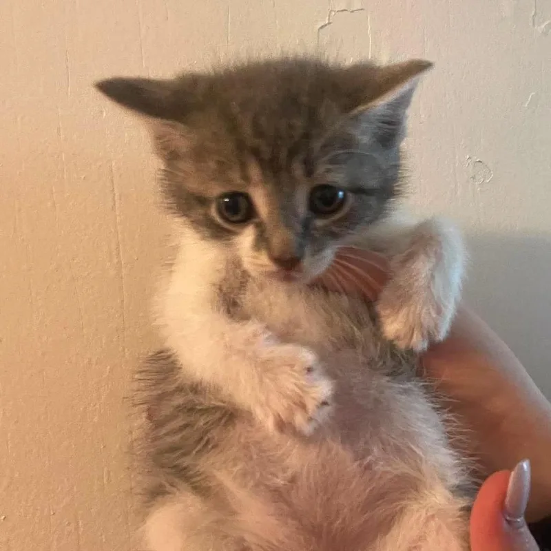 A baby small-sized female Domestic Short Hair cat named Lanky for adoption in Corbin, KY