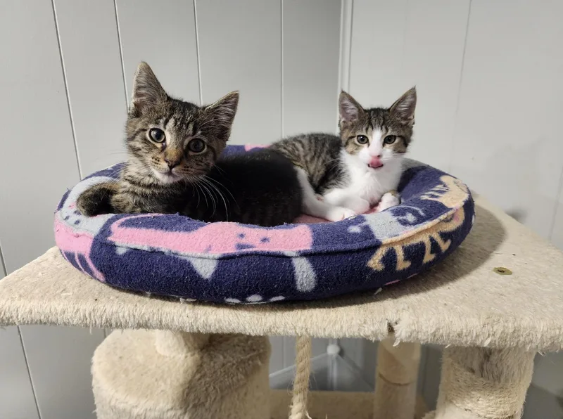 A baby medium-sized female Domestic Short Hair cat named Cupcake and Cheesecake BONDED for adoption in Wheaton, IL