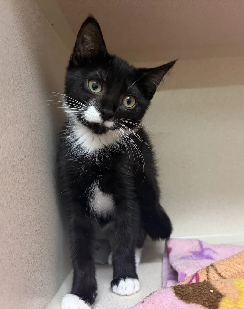 A baby medium-sized female Black & White / Tuxedo Domestic Short Hair cat named Sylvia for adoption in Hudson, NY
