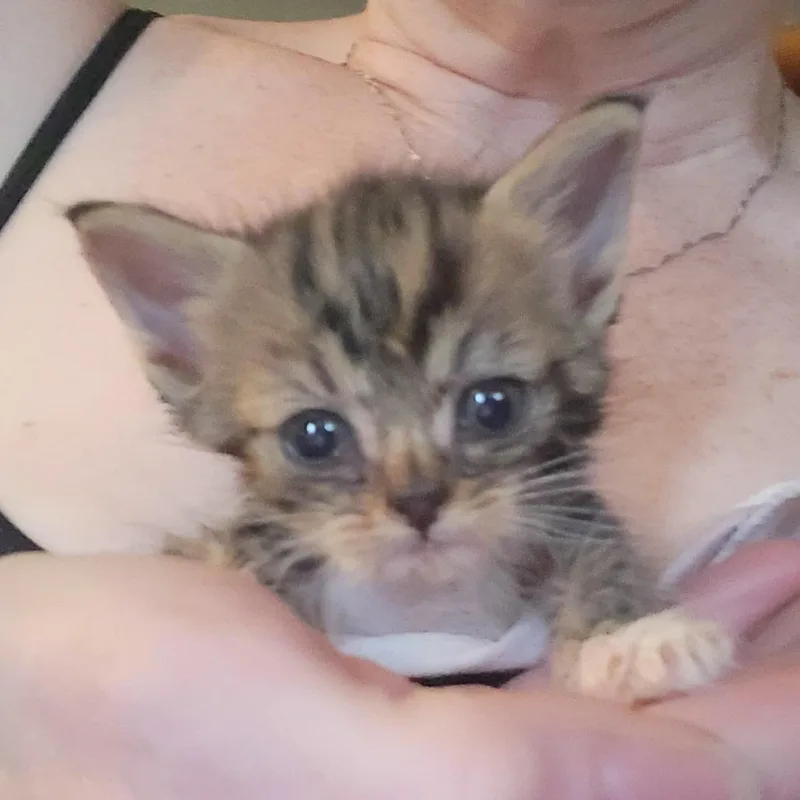 A baby small-sized female Gray / Blue / Silver Domestic Short Hair cat named Squirrel for adoption in Newark, NJ