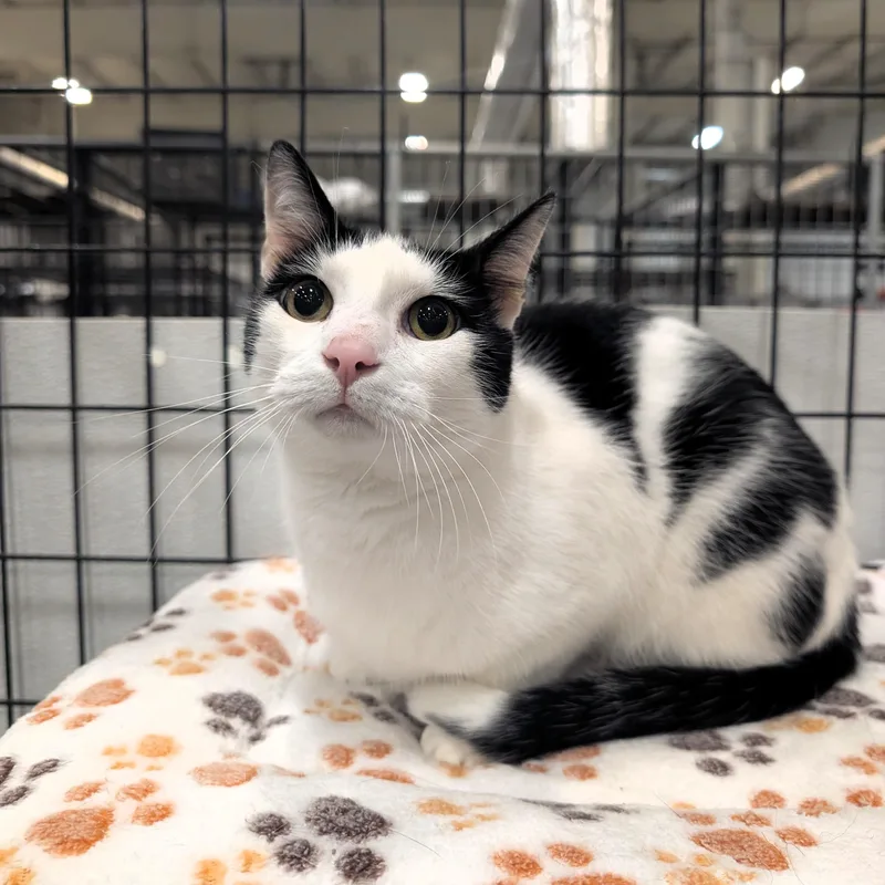 A young medium-sized female Domestic Short Hair cat named Athena for adoption in Columbus, OH