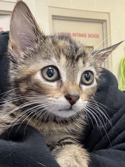 A baby small-sized female Domestic Short Hair cat named Audi for adoption in Fishers, IN