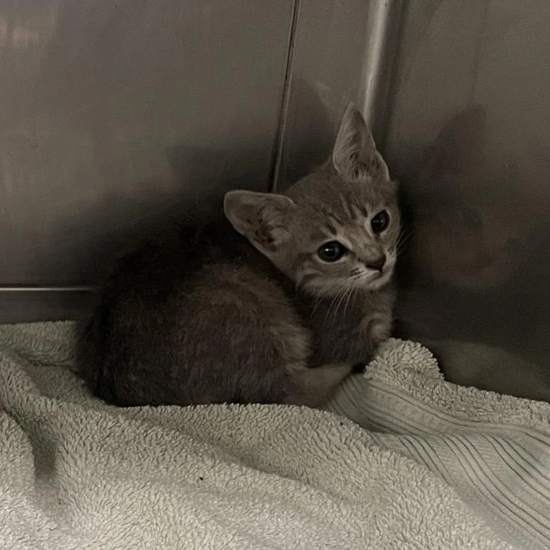 A baby small-sized female Gray / Blue / Silver Domestic Short Hair cat named Juliana for adoption in Hawthorne, CA