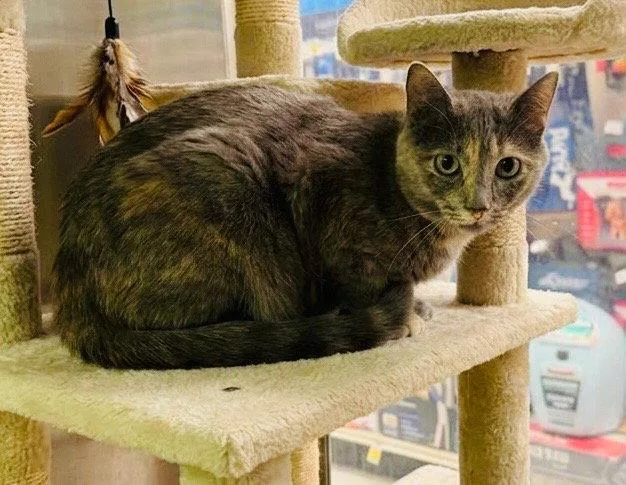 An adult medium-sized female Tortoiseshell cat named Teddy for adoption in Chandler, AZ