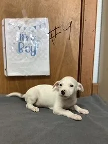 A baby small-sized male Jack Russell Terrier dog named Tony for adoption in Welling, OK