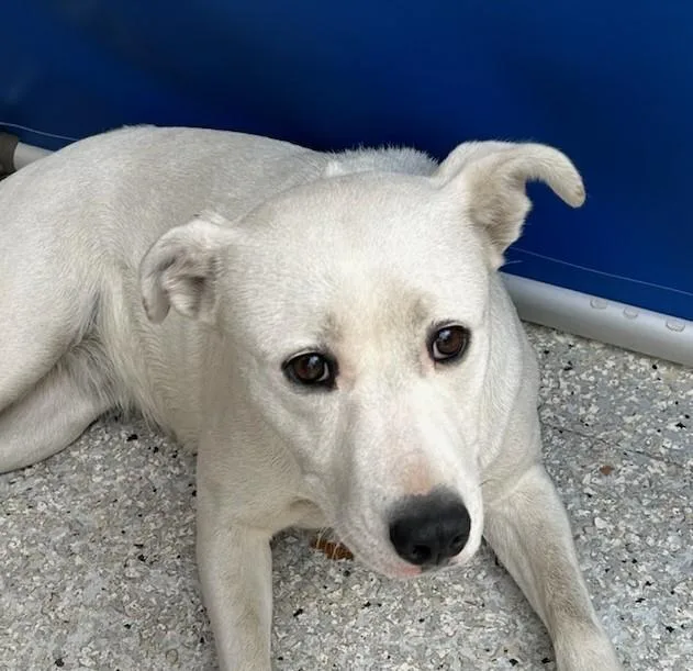 A young medium-sized female Australian Cattle Dog / Blue Heeler dog named Coconut for adoption in Lodi, CA