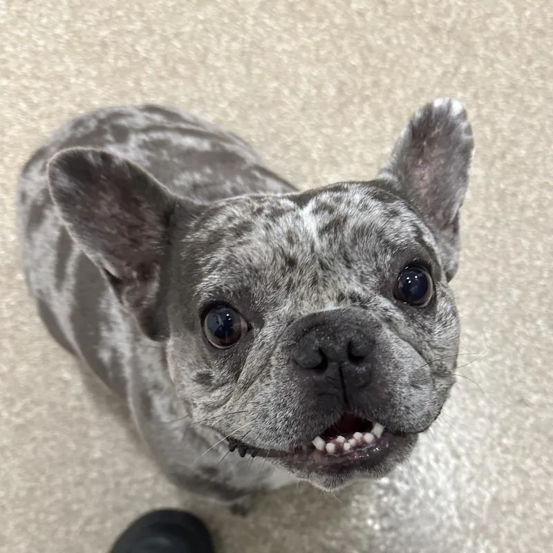 An adult small-sized female Gray / Blue / Silver French Bulldog dog named Gabriette for adoption in League City, TX