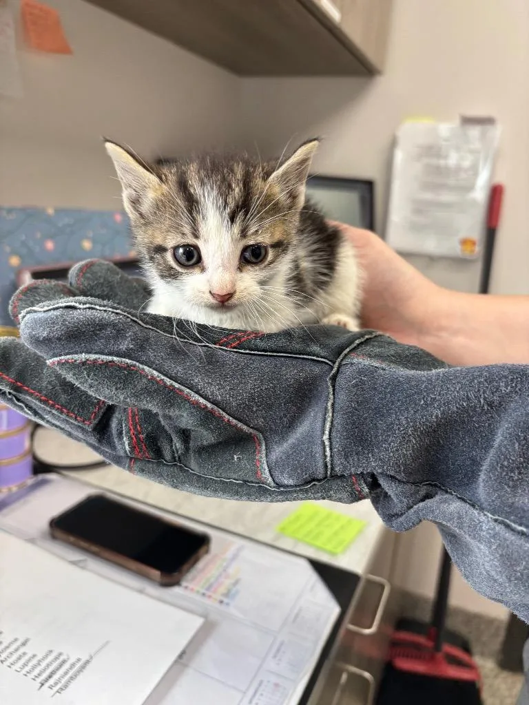 A baby medium-sized female American Shorthair cat named Primrose for adoption in Van Wert, OH