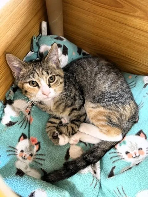 A baby small-sized female Torbie Domestic Short Hair cat named Glitter for adoption in Medina, OH