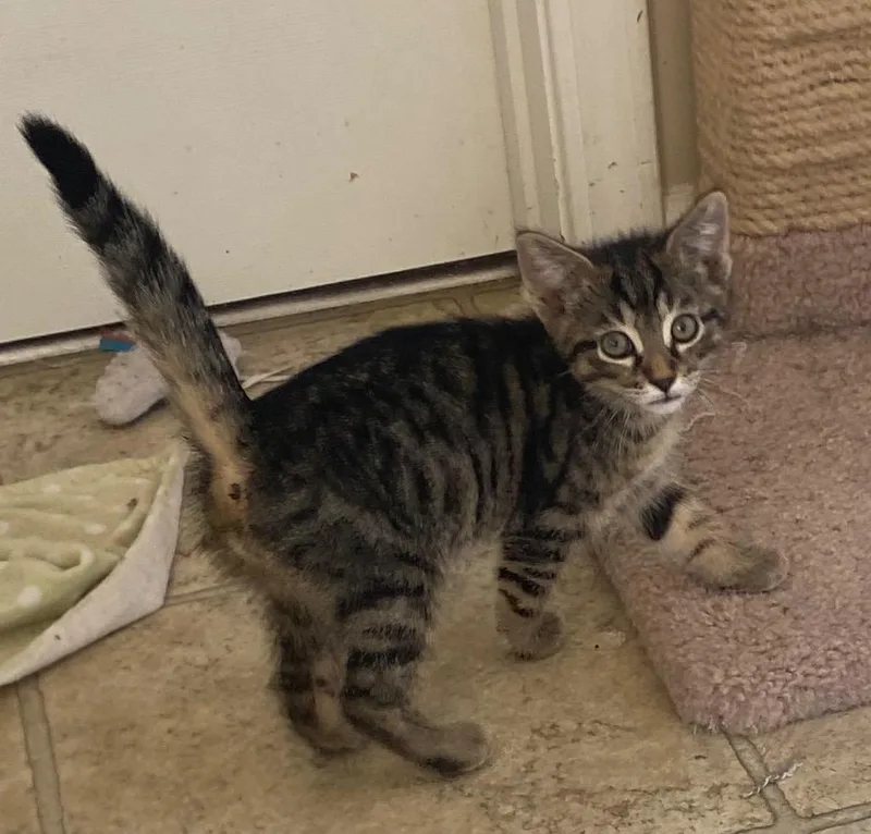 Connor Hellebuyck thumbnail 2