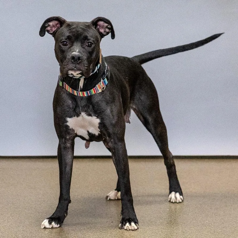A young medium-sized female Black Boxer dog named Baby Girl for adoption in Council Bluffs, IA