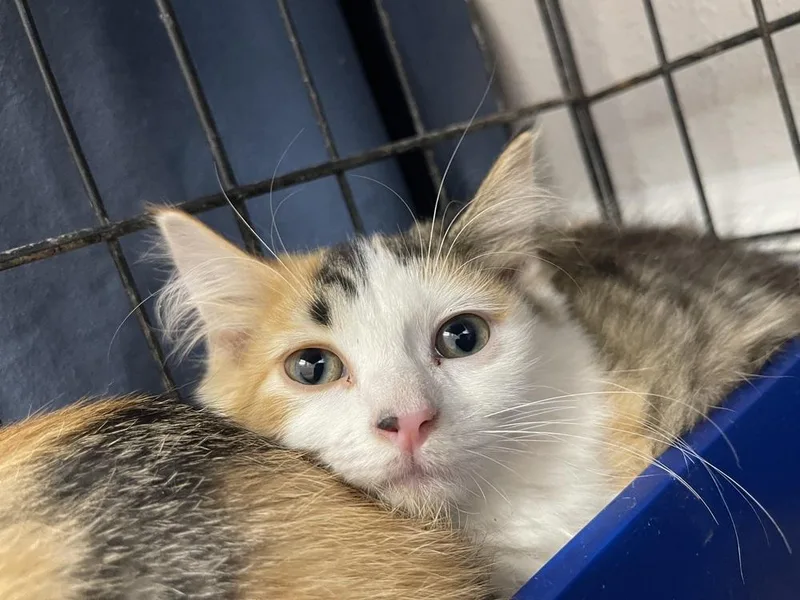 A baby small-sized female Domestic Medium Hair cat named Tonic for adoption in Bolivar, MO