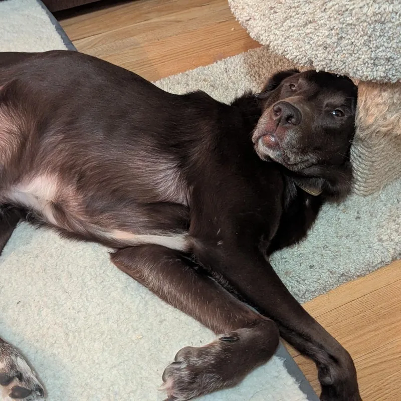 A senior medium-sized male Chocolate Labrador Retriever dog named Copper for adoption in Minneapolis, MN