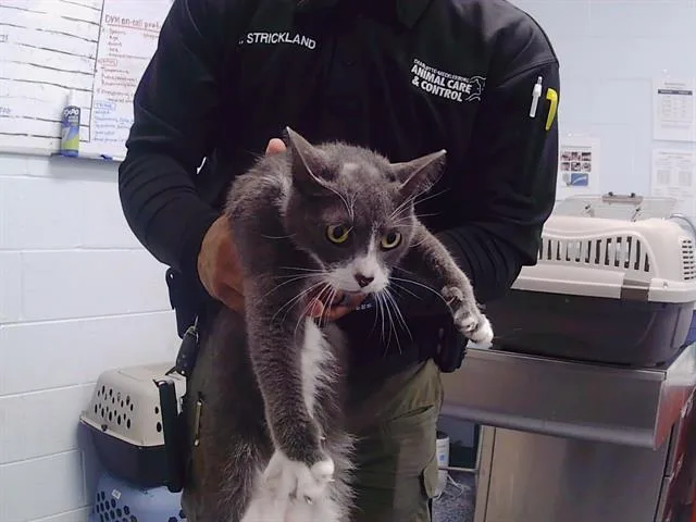 A young medium-sized male Domestic Medium Hair cat named Smokey for adoption in Charlotte, NC