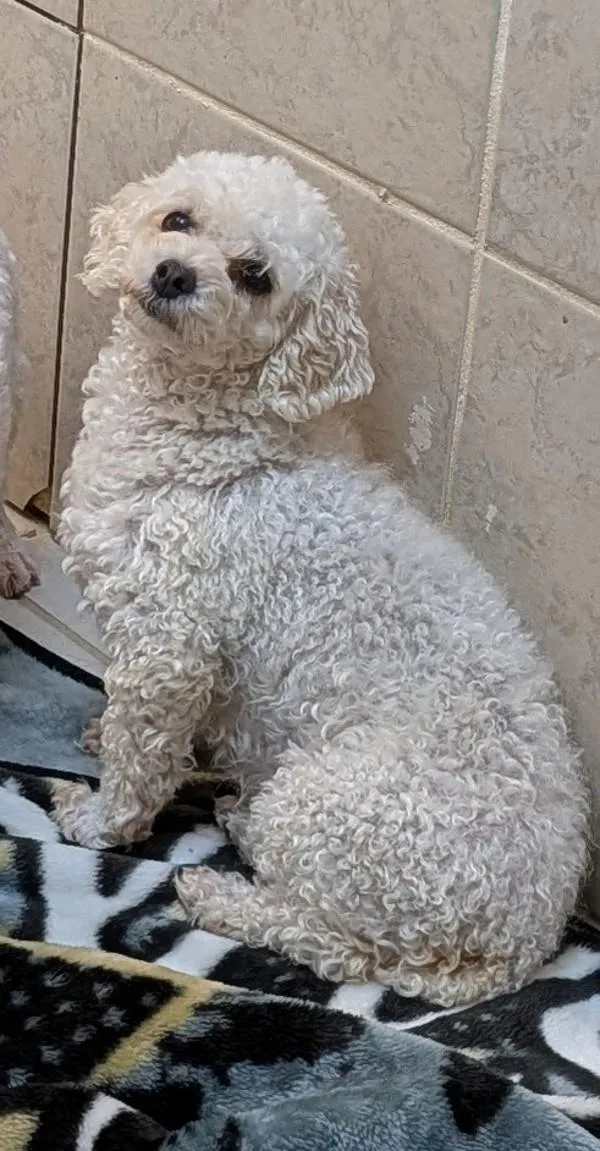 An adult small-sized female Standard Poodle dog named Patty for adoption in Osage Beach, MO
