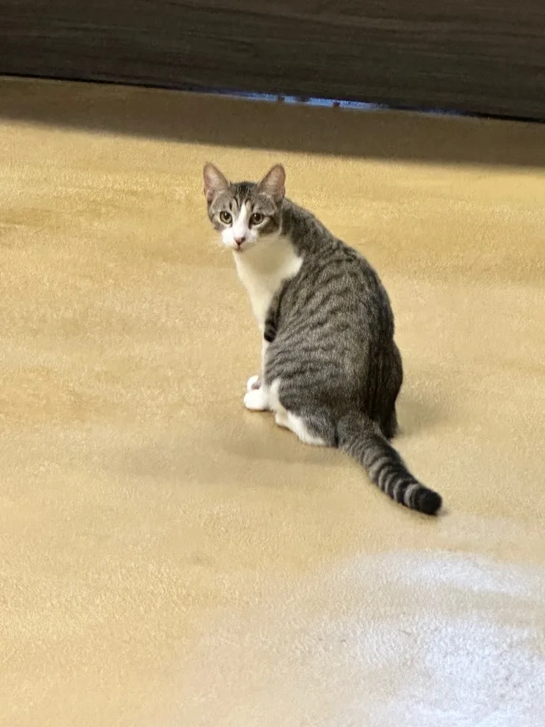 A young medium-sized male Tabby (Gray / Blue / Silver) Domestic Short Hair cat named Barry for adoption in Mira Loma, CA