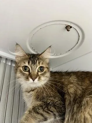 An adult medium-sized female Domestic Medium Hair cat named Evie for adoption in Elmira, NY