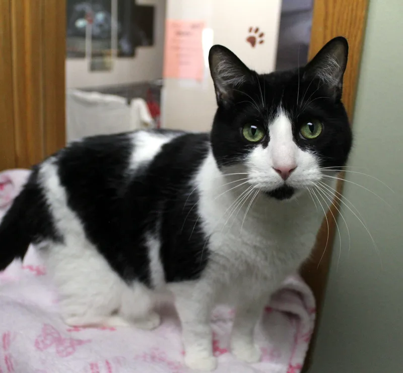 An adult medium-sized female Domestic Short Hair cat named Boba for adoption in Portage, WI