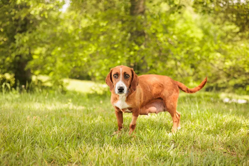 Trixie Lou Transport thumbnail 3