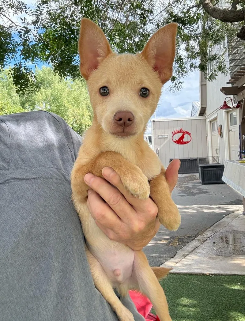 A young small-sized male Pomeranian dog named Wiley for adoption in Temecula, CA
