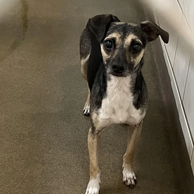 A young small-sized male Black Chihuahua dog named Delano for adoption in Boca Raton, FL