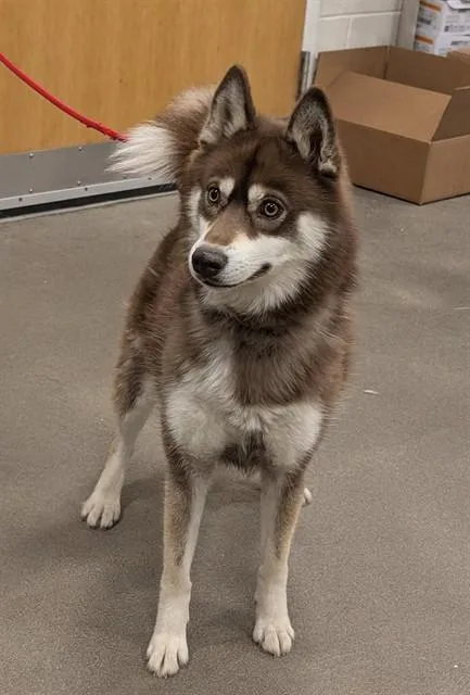 A young medium-sized female Siberian Husky dog named Jawa for adoption in Upper Marlboro, MD