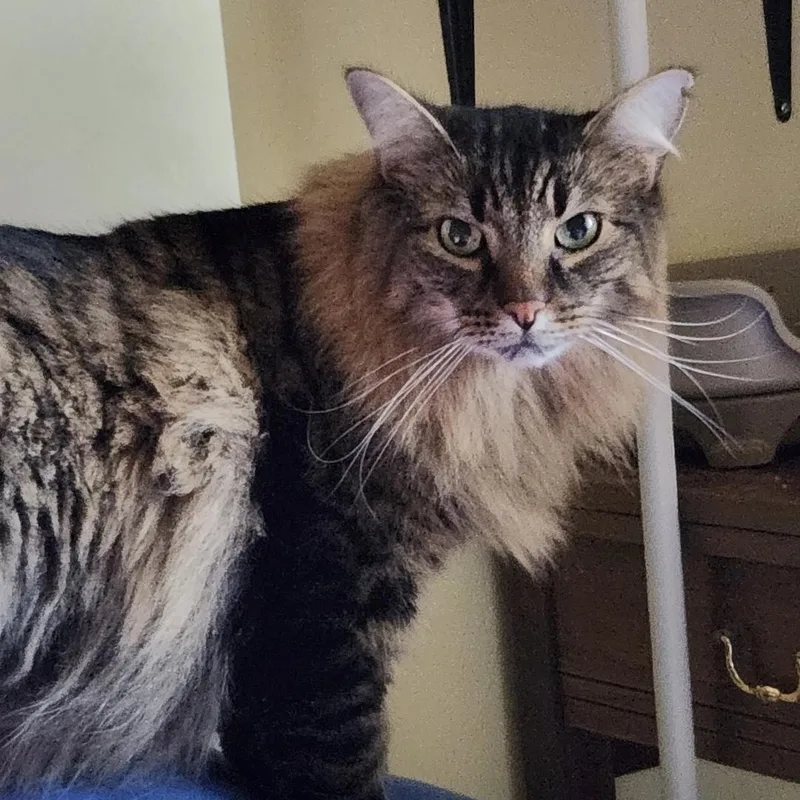 An adult medium-sized male Domestic Medium Hair cat named Houdini for adoption in Puyallup, WA
