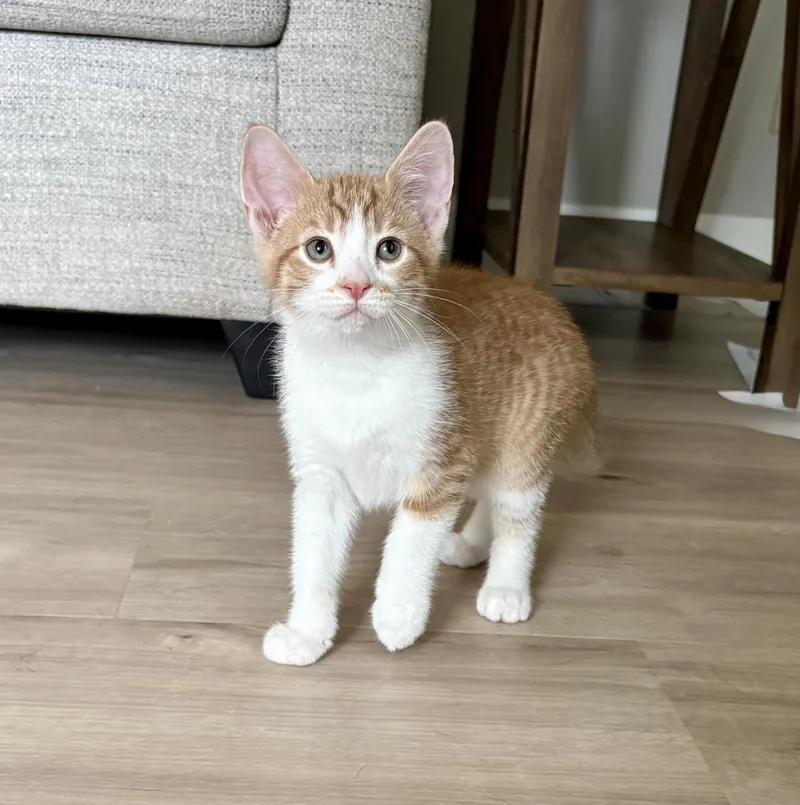 A baby large-sized male Tabby (Orange / Red) Domestic Short Hair cat named Briar for adoption in Geneseo, IL
