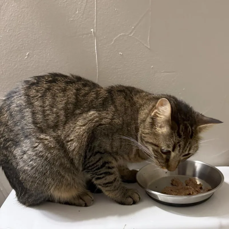 An adult medium-sized female Domestic Short Hair cat named Maize C now Maddie for adoption in Prosper, TX