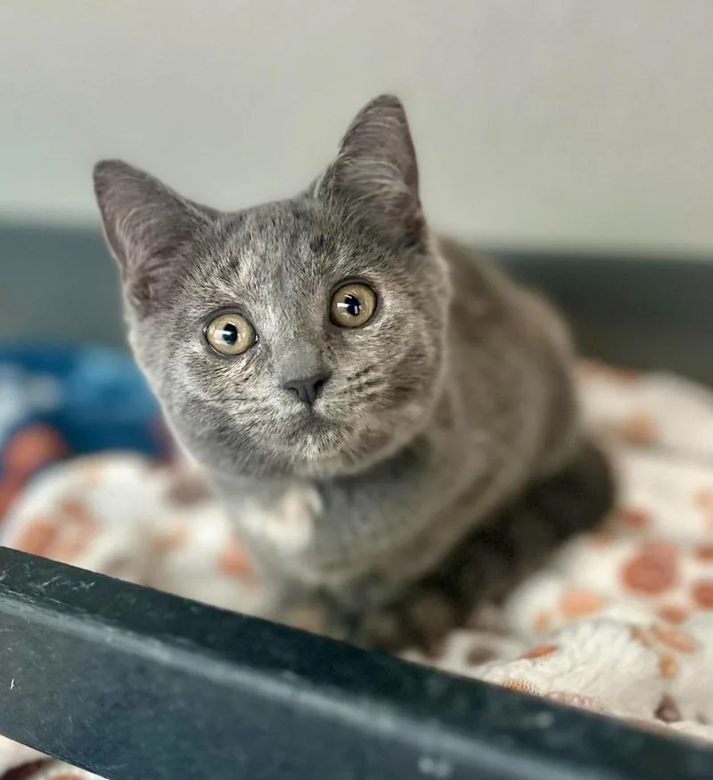 A baby large-sized female Dilute Calico Domestic Short Hair cat named Nacasia for adoption in New Philadelphia, OH