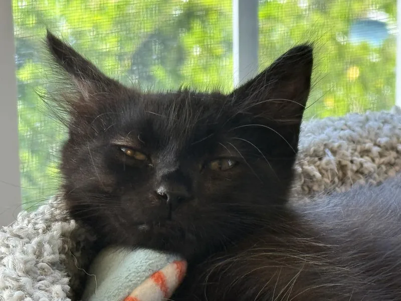 A baby small-sized female Black Domestic Long Hair cat named Sprite for adoption in Emerald Isle, NC