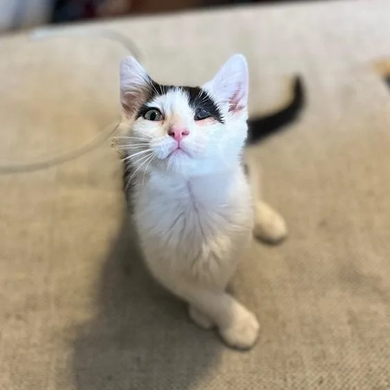 A baby small-sized female White Domestic Medium Hair cat named Ron for adoption in Birdsboro, PA