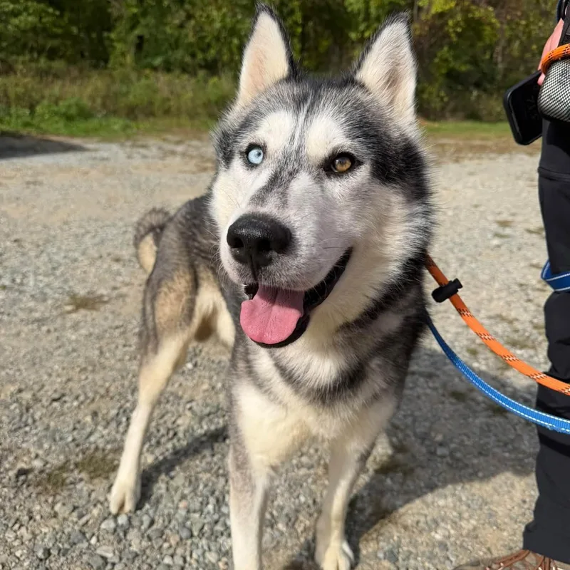 An adult medium-sized male Gray / Blue / Silver Siberian Husky dog named Micah for adoption in Phoenixville, PA
