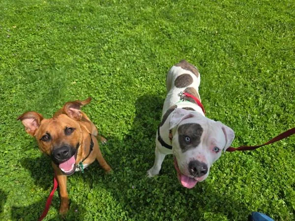 A young large-sized male Pit Bull Terrier dog named Zivo for adoption in Vancouver, WA